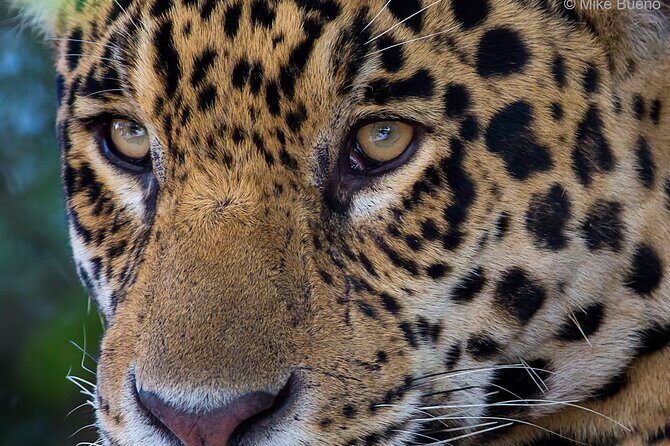 6 Days Pantanal and Jaguar Safari departing from Cuiaba - Accommodation at Porto Jofre
