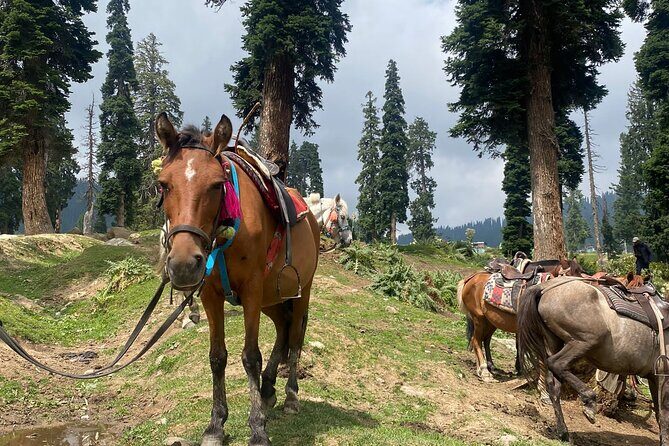 6 Days Private Guided Tour from Kashmir to Delhi - Frequently Asked Questions