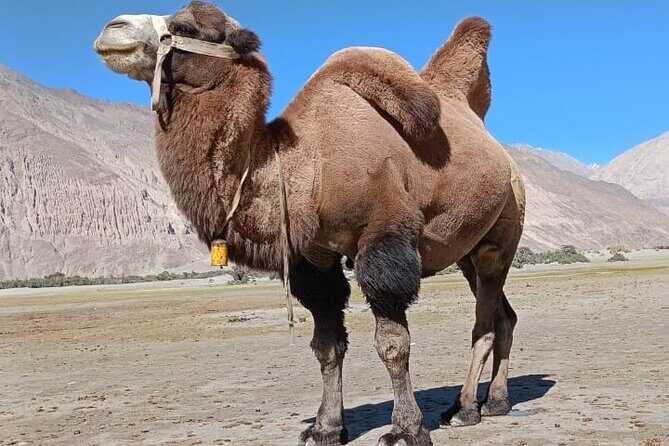 6 days Private Guided Tour of Ladakh from Delhi by flight & car - A Detailed Look at the 6-Day Ladakh Tour