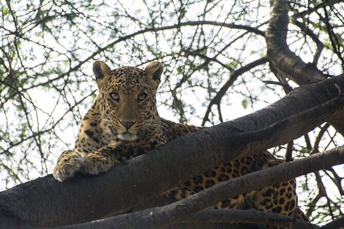 6-Days Private Luxury Golden Triangle Tour with Jhalana Safari - A Deep Dive into the 6-Day Experience