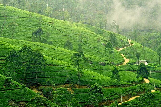 6 Days Private Vehicle With Driver Explore Sri Lanka By Your Own Plans - A Closer Look at the 6-Day Sri Lanka Private Vehicle Tour