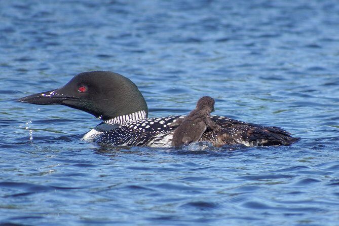 6 Hour Algonquin Park Canoe Trip - Who Should Consider This Tour?