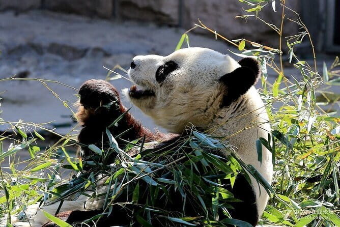 6-Hour Beijing Modern Architectures Private Tour - Final Thoughts