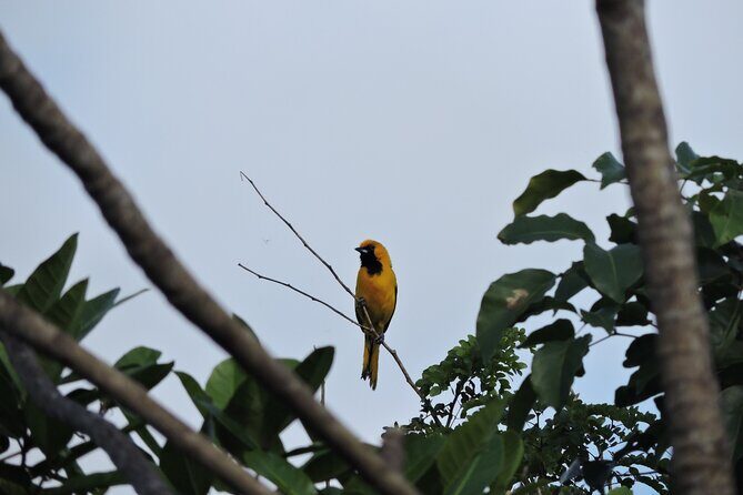 6-Hour Birdwatching Ruta de los Cenotes Playa del Carmen - Exploring the Details of the Ruta de los Cenotes Birdwatching Tour