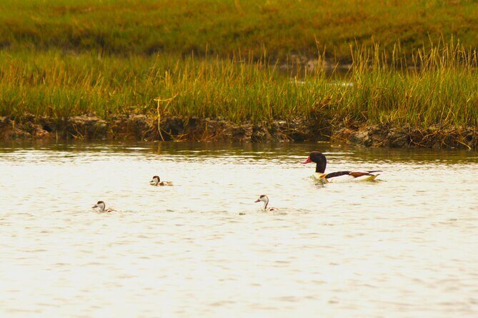 6 hour boat tour navegating through the Islands of Ria Formosa National Park - Key Points