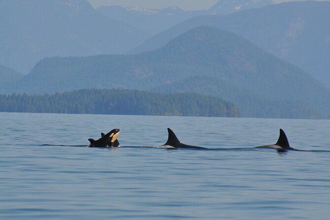 6 hour Covered Boat Whale Watching Tour - Why This Tour Delivers Great Value