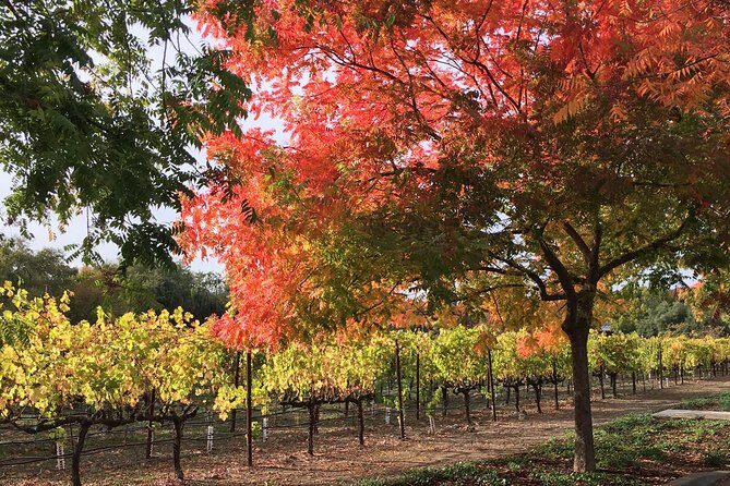 6 Hour Napa or Sonoma Valley Wine Tour by Private SUV - Who Would Love This Tour?