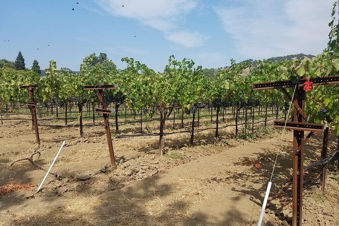 6-Hour Private Wine Tasting Tour with a Sample Stops - Who Is This Tour Best For?