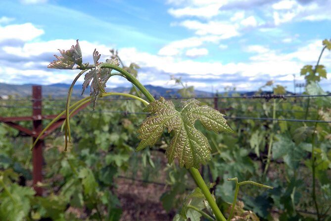 6 Hour Variety Wine Vineyard Tour in Napa Valley - FAQs