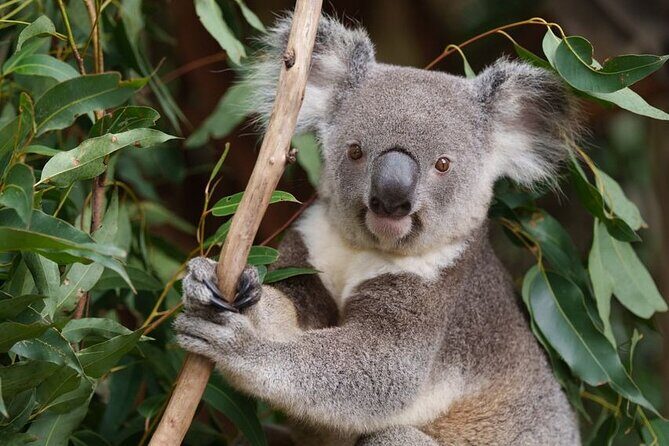 6 Hours Brisbane Private Tour  Popular Sights in One Day - Exploring Brisbane in 6 Hours: An In-Depth Review