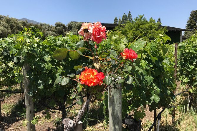 6-Hours Customized Private NAPA Valley Wine Tour From San Francisco Bay Area - An In-Depth Look at the Napa Valley Private Tour