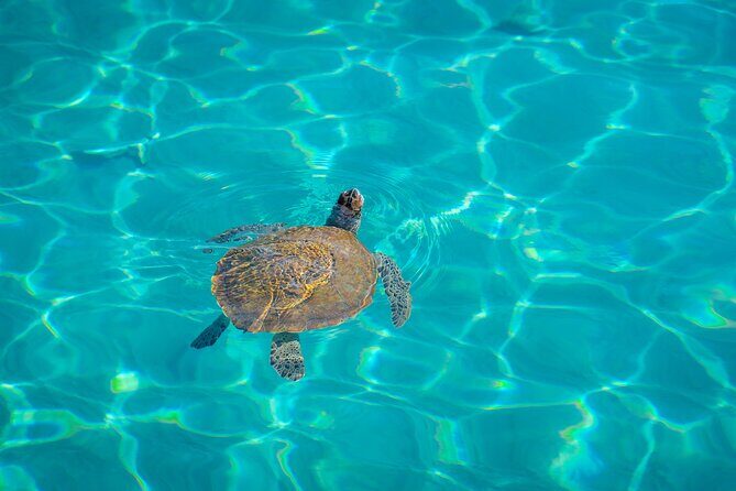 6 Hours Guided Beach Escape - FAQ