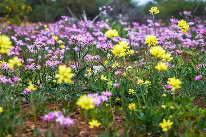 6 Hours Pinnacles Express Tour - The Details: What Makes This Tour Stand Out