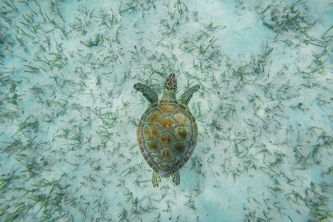 6 Hours Rose Island Tour with Snorkeling Experience and Lunch - Key Points