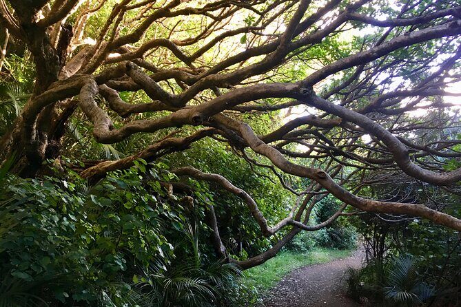 6 Hours Sightseeing Tour in Auckland - A Closer Look at the 6-Hour Auckland Tour