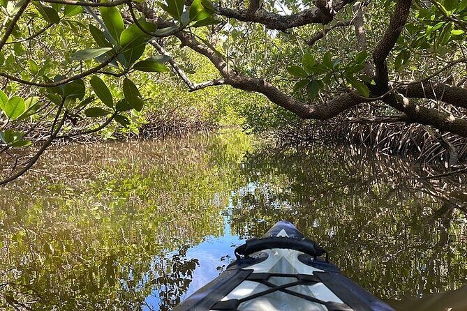 6-Hr Tropical Mangroves, Coastal River and Ocean Wildlife Watch - Final Thoughts