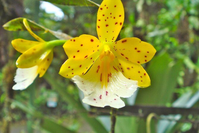 6 in 1 RainForest Adventure From San Jose - Analyzing the Value and Experience