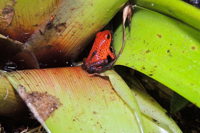 6 in 1 RainForest Adventure From San Jose - Wrapping Up