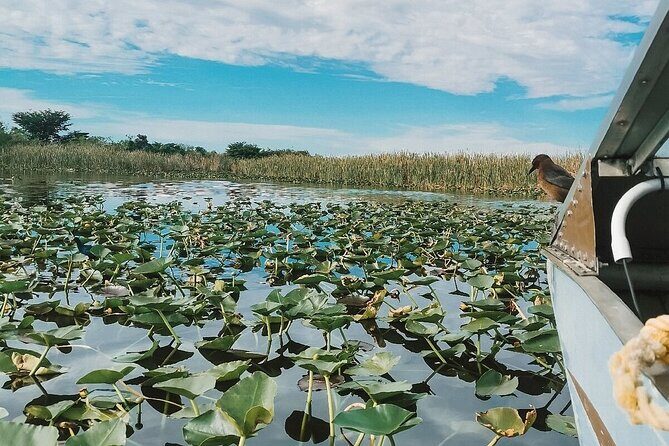 60 min. Everglades Airboat ride & pick-up ,small group +pro guide - Authentic Experiences & Practical Tips