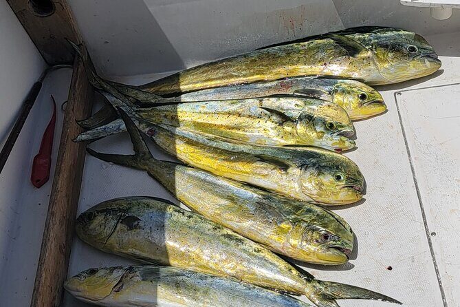 6hr Offshore Big Game Fishing Adventure - Who Would Love This Experience?