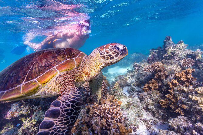 7-Day Exmouth Explorer via Pinnacles Monkey Mia Ningaloo Reef returning to Perth - FAQ