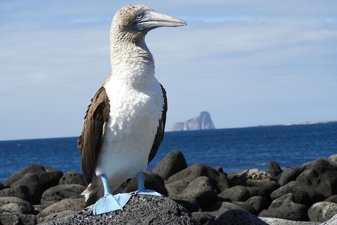 7-Day Galapagos Island Hopping Tour: Tortuga Bay, Tintoreras, Wildlife Watching - Key Points