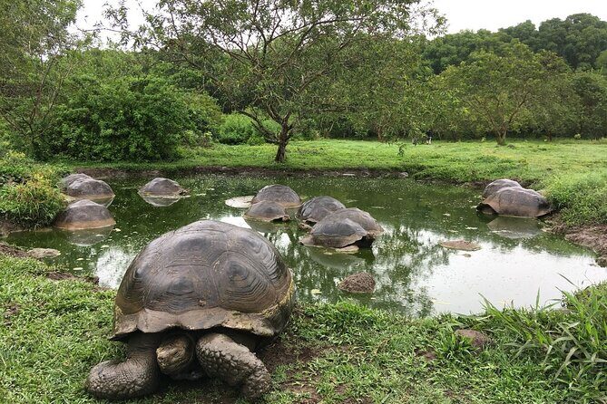 7-Day Galapagos Island Hopping Tour: Tortuga Bay, Tintoreras, Wildlife Watching - Who Is This Tour Best For?