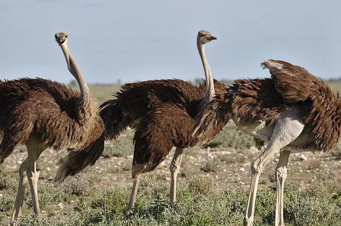 7-Day Garden Route Safari Adventure from Cape Town - Final Thoughts