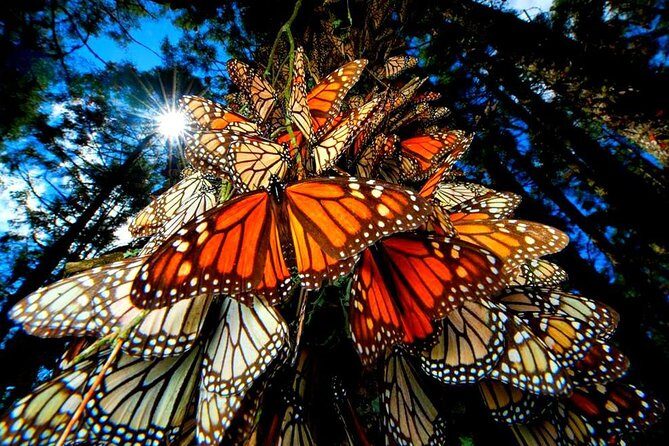 7 Day-Monarch Butterfly Ecofriendly Tour in Mexico - Key Points