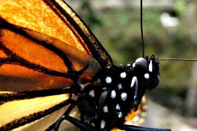 7 Day-Monarch Butterfly Ecofriendly Tour in Mexico - A Deep Dive into the Monarch Butterfly Tour Experience