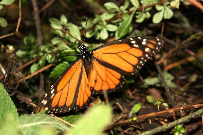 7 Day-Monarch Butterfly Ecofriendly Tour in Mexico - Final Thoughts