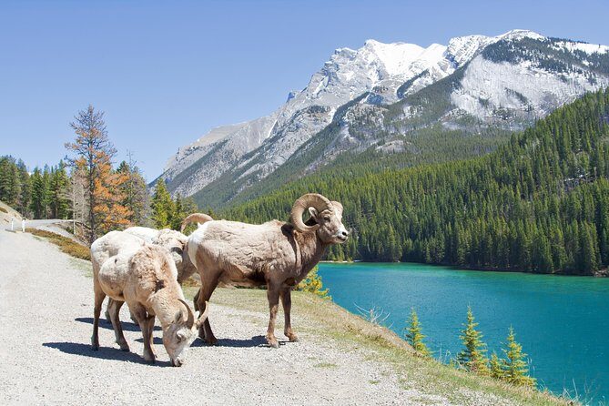 7-Day Small Group Tour: Canadian Rockies and National Parks - FAQ
