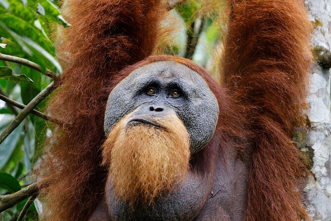 7 Days 6 Nights North Sumatra Tour (Bukit Lawang-Berastagi-Lake Toba) - A Deep Dive into the 7-Day North Sumatra Tour