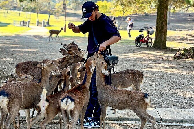 7 Days Best Japan Mini Group Tour with Toyko, Kyoto, Nara & Osaka - Final Thoughts