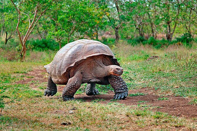 7-Days Galapagos Island Hopping Tour in Ecuador - Deep Dive into the Experience