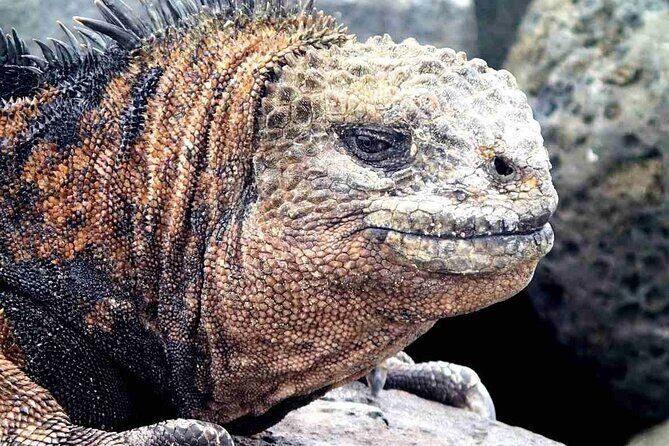 7-Days Galapagos Island Hopping Tour in Ecuador - To sum it up, this tour provides a balanced look at the Galápagos’ most iconic sights, with an emphasis on hands-on wildlife encounters and marine experiences. The knowledgeable guides, varied destinations, and inclusion of snorkeling gear make it a strong candidate for travelers seeking adventure and authentic discovery. It’s particularly ideal for active travelers ready to embrace the wild charm of the islands and eager to learn from local experts.