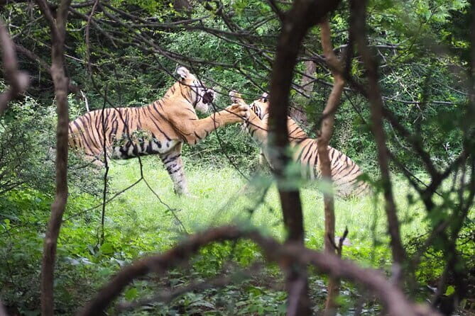 7 Days Golden Triangle Tour with Ranthambore Delhi Agra & Jaipur - Key Points