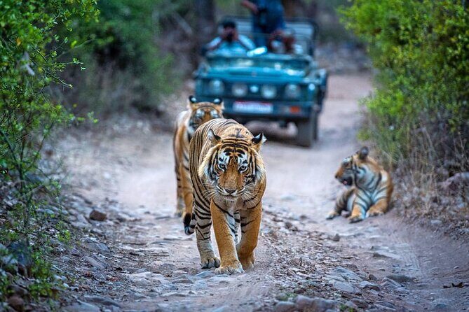7 Days Golden Triangle Tour with Ranthambore & Varanasi Tour - Who Should Consider This Tour?
