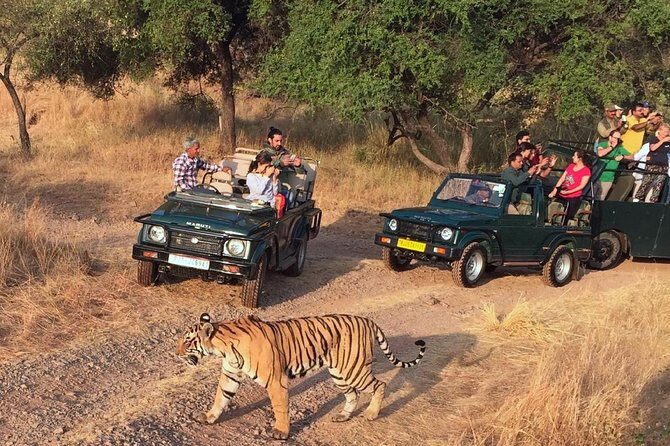 7-Days Golden Triangle with Ranthambore National park tour - What Makes This Tour a Great Choice?