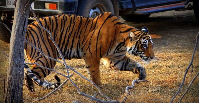 7 days india Taj Mahal tour with ranthambore tiger safari - Exploring the Highlights of the 7-Day Tour