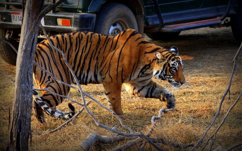 7 days india Taj Mahal tour with ranthambore tiger safari - FAQ