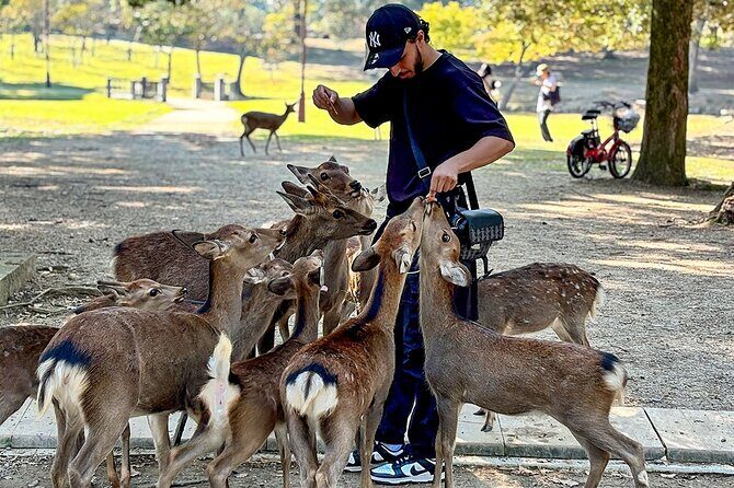 7 Days Japan Classic Mini Group Tour with Mt. Fuji - Who Is This Tour Best For?