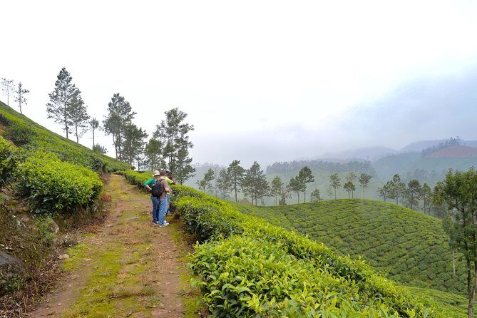 7 Days Kerala Tour- Munnar, Periyar, Houseboat & Varkala Beach - Key Points
