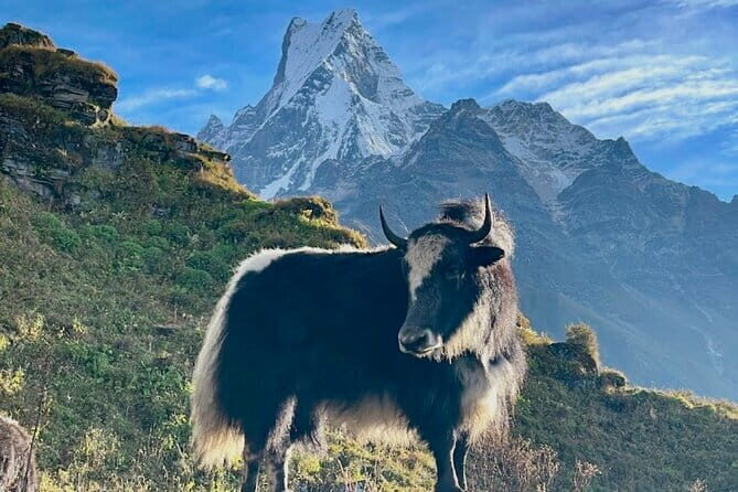 7 Days Mardi Himal Trek - Key Points