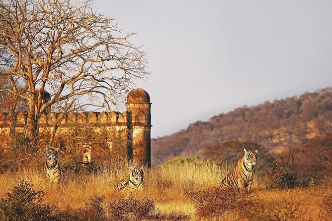 7 Days Ranthambore Tiger Safari and The Golden Triangle Tour - Discovering India: A Complete Cultural and Natural Journey