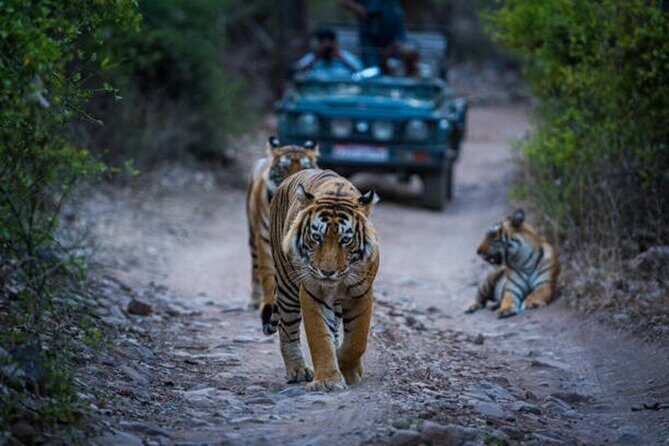 7 Days Ranthambore Tiger Safari and The Golden Triangle Tour - FAQs