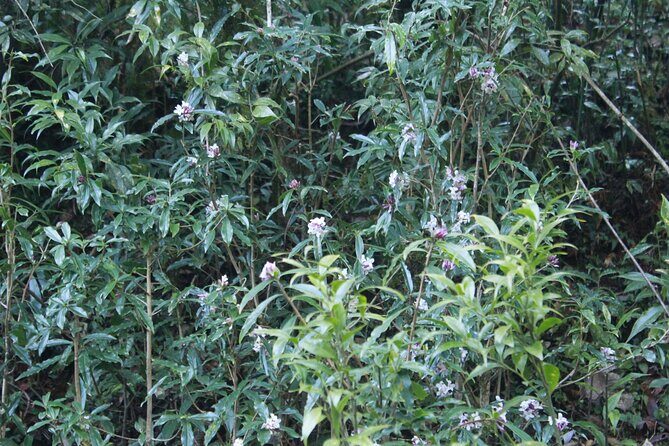 7 Days Tour on Poon Hill Trek and Chitwan Jungle Safari - From Trekked Villages to Lakeside Relaxation