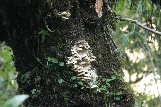 7 Days Tour on Poon Hill Trek and Chitwan Jungle Safari - Final Day and Return