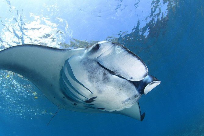 7 Fun Dives in Nusa Lembongan (for certified divers) - Premium Value Package - Authentic Marine Encounters and the Guides’ Expertise