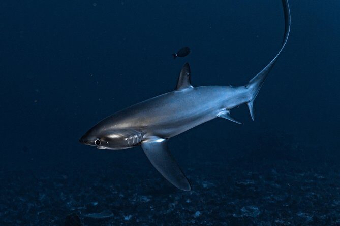 7 Fun Dives in Nusa Lembongan (for certified divers) - Premium Value Package - Value for Money: Is This a Good Investment?